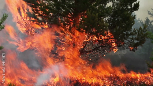 Huge forest fire flames in to young pine tree. Footage appropriate to visualize wildfires or prescribed burning.