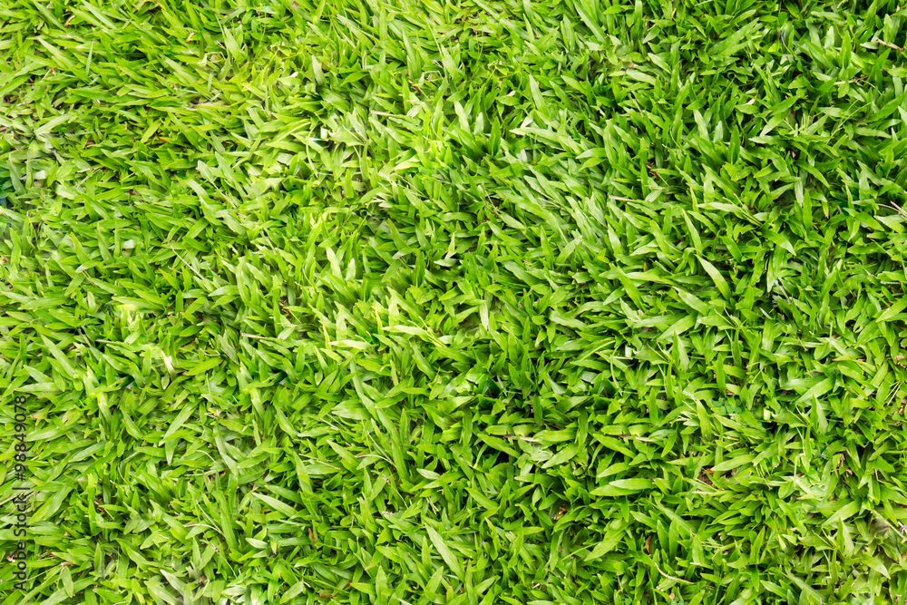 Fresh green grass background Fresh green grass background