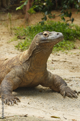 Komodo Dragon  Varanus komodoensis  adult