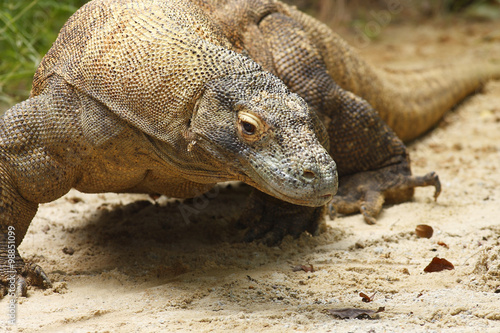 Komodo Dragon  Varanus komodoensis  adult