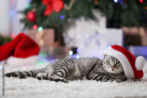 Fototapeta Naklejka Na Ścianę i Meble -  Beautiful cat near Christmas tree with decoration
