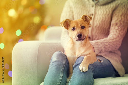 Female person holding small cute funny dog at chair on Christmas tree background