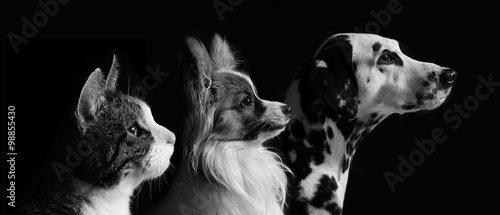 Dalmatiner, Papillon, Katze