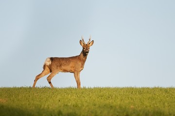 Fotobehang Ree Europese reebok in het wild  © kanuaq