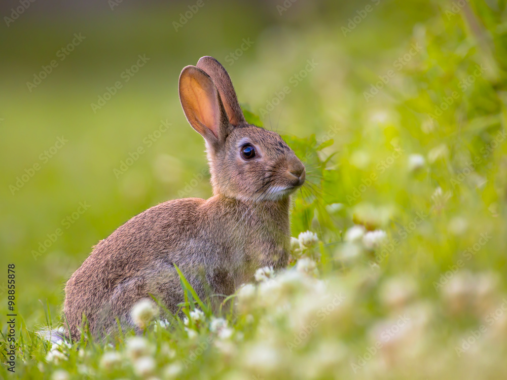 Fototapeta premium Watching Wild European rabbit
