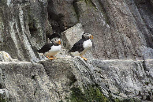 Atlantic Puffins