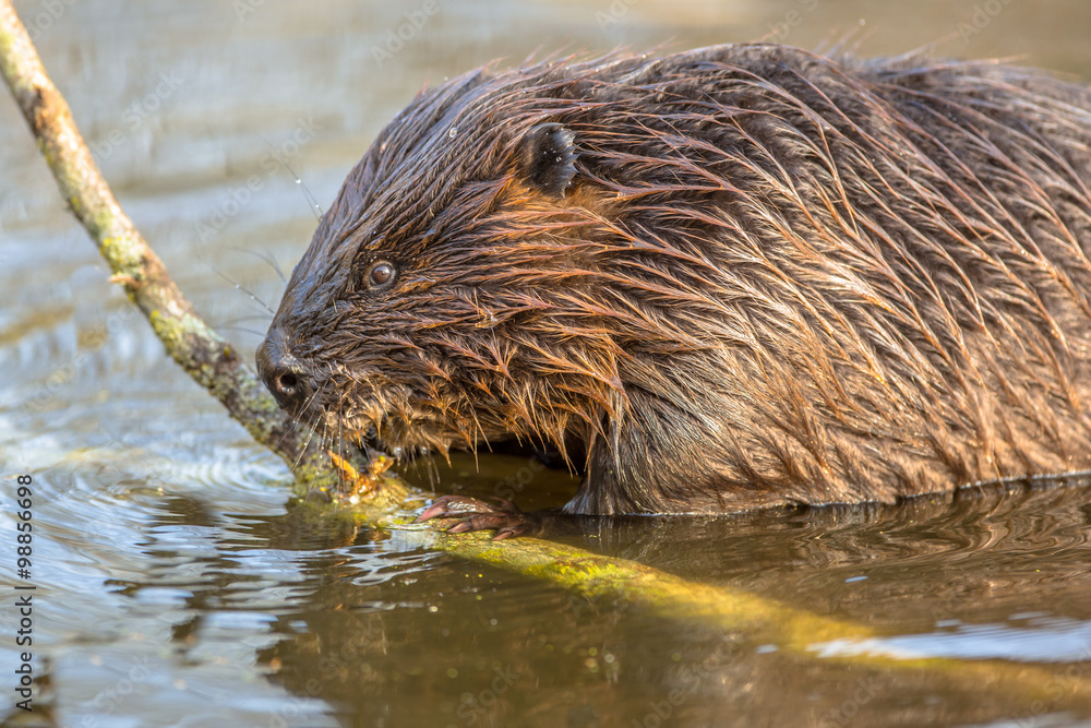 Eurasian beaver biting on a branch Eurasian beaver biting on a branch