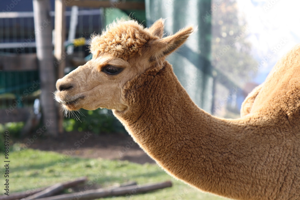 Obraz premium Profile Of Alpaca