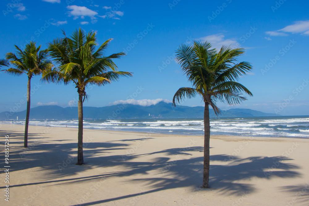 palm trees on tropical beach palm trees on tropical beach