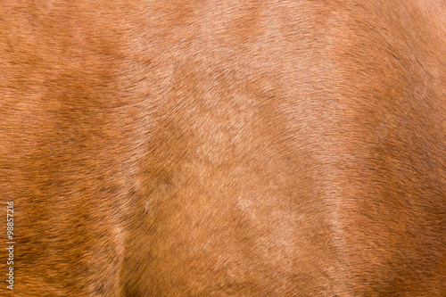 background fur horse © schankz