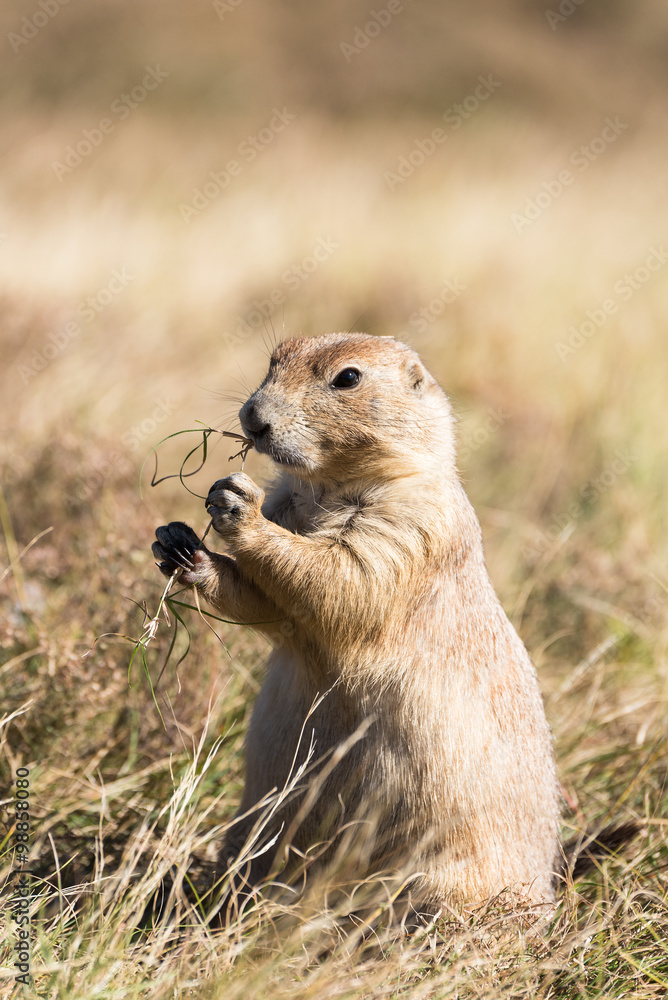 Prairie dog