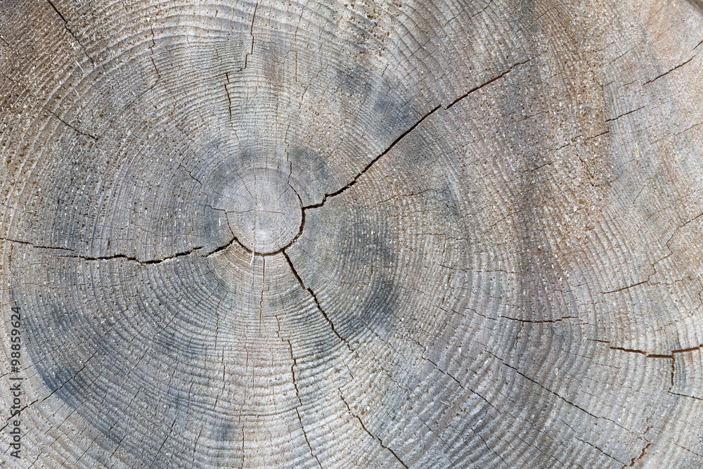 Fototapeta premium Querschnitt eines Baumstamms mit Jahresringen