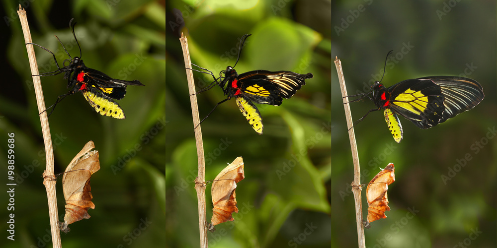 Obraz premium Emerging and metamorphosis of tropical Golden birdwing butterf
