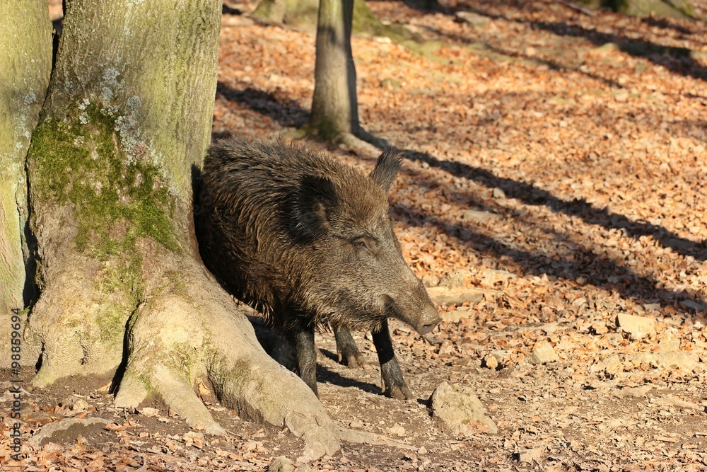 Fototapeta premium Wildschwein (Sus scrofa) scheuert sich an Baumstamm