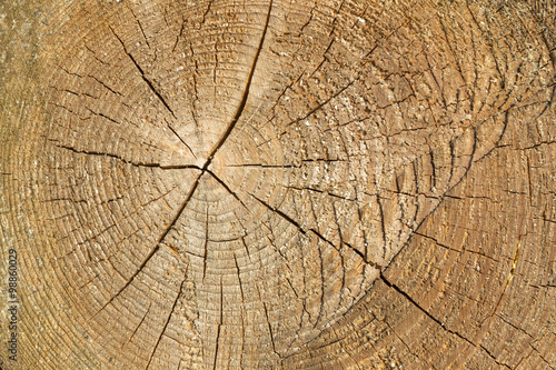 Querschnitt eines Baumstamms mit Jahresringen