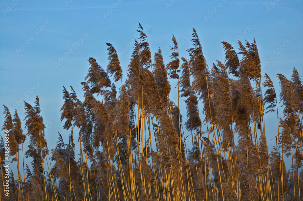 Schilfpflanzen vor blauem Himmel Schilfpflanzen vor blauem Himmel