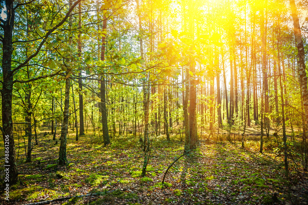 Naklejka premium Sunrise in summer forest nature concept