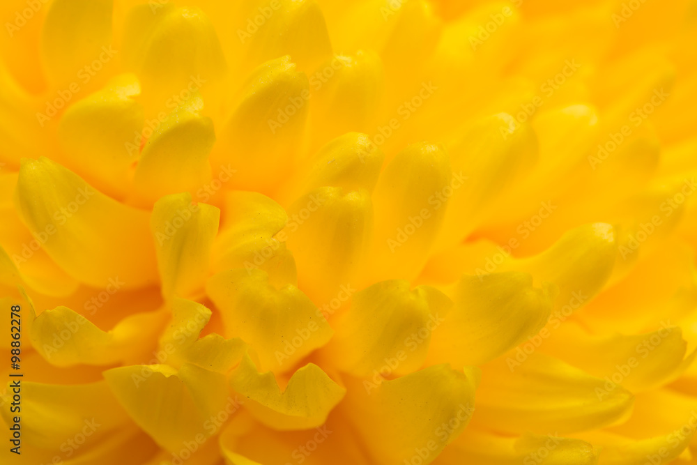 Fototapeta premium żółty kwiat chryzantemy jako tło. blisko