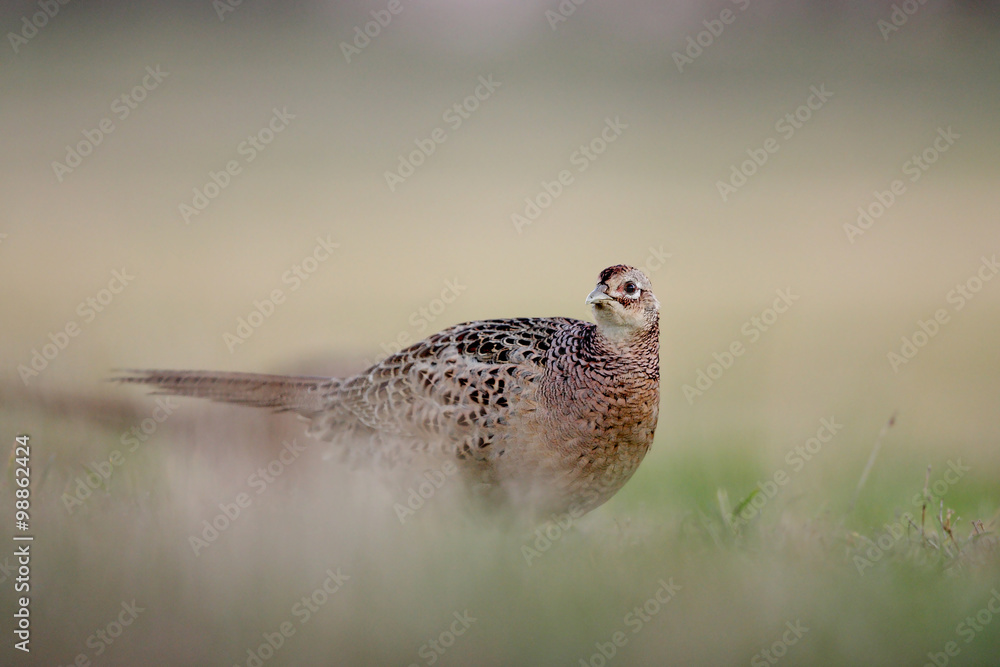 Female Pheasant