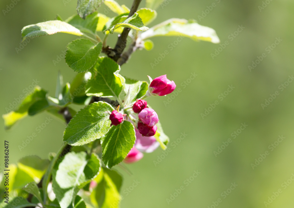 beautiful flowers on the apple tree in nature beautiful flowers on the apple tree in nature