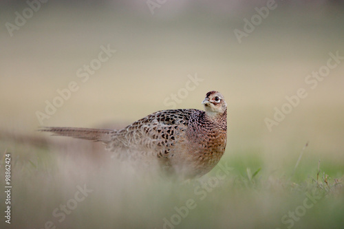 Obraz na płótnie Female Pheasant w salonie