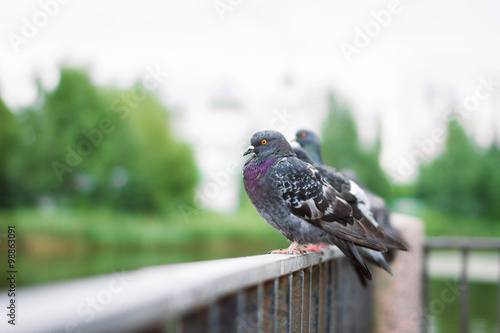 Серые голуби на заборе 