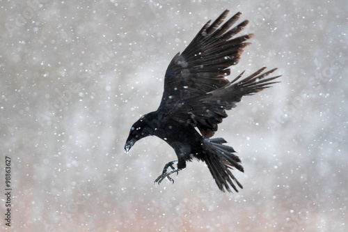 Raven in snow storm