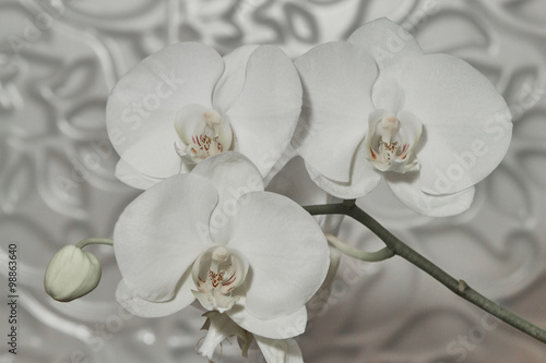 Fototapeta Naklejka Na Ścianę i Meble -   orchid