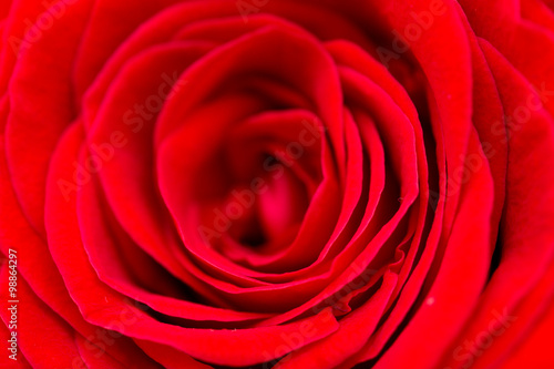 Wallpaper Mural red rose petals as a background. macro Torontodigital.ca