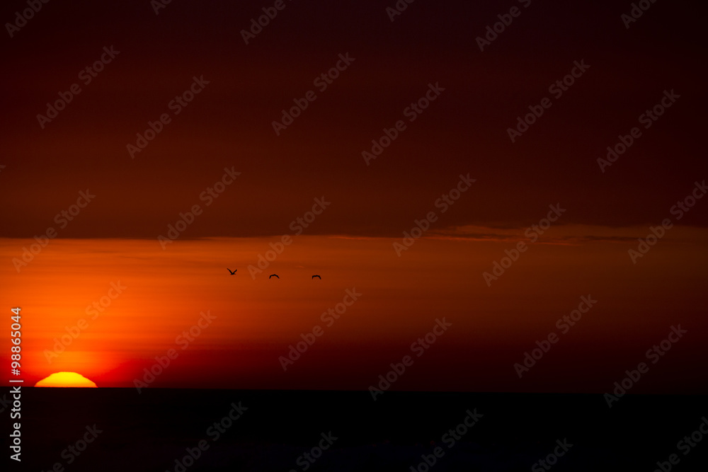 Sunset with silhouettes of birds flying in the sky in Punta Sal,
