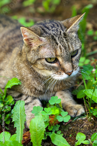 Wallpaper Mural Chat Torontodigital.ca