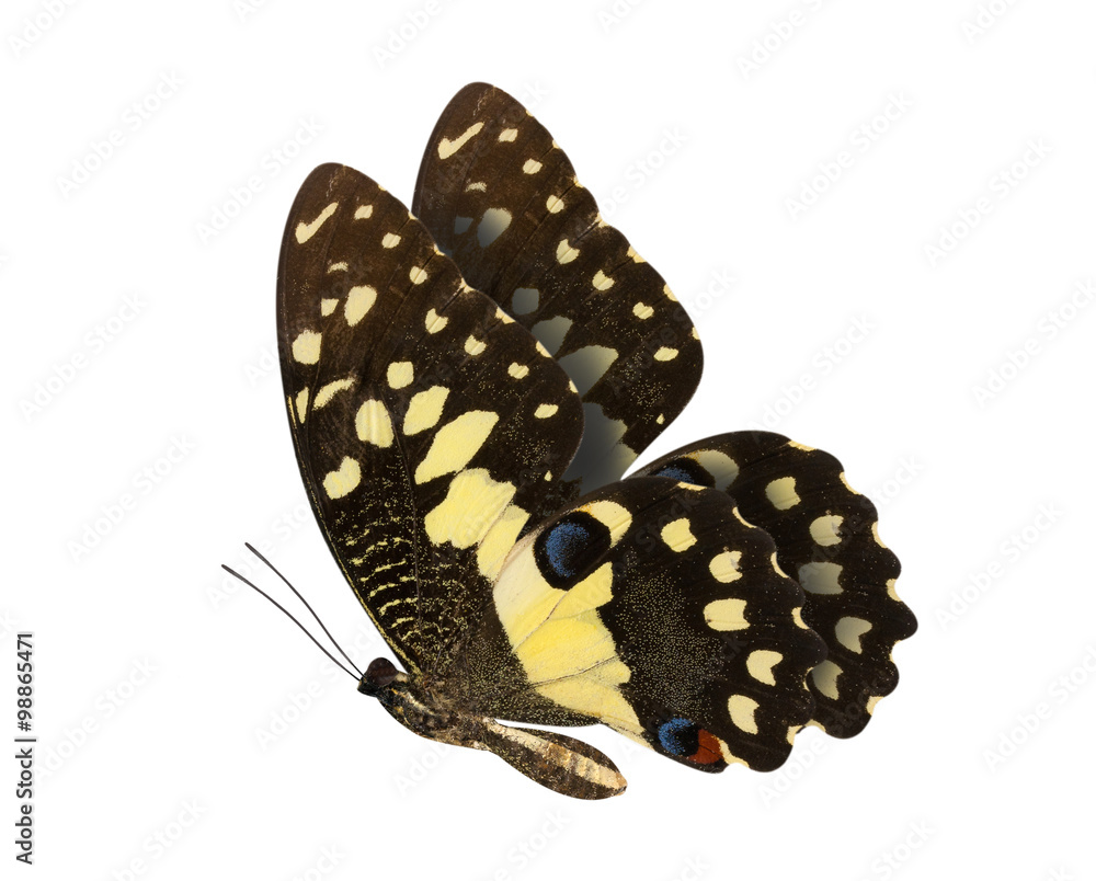 Fototapeta premium Lime Butterfly lower wing profile isolate on white background.