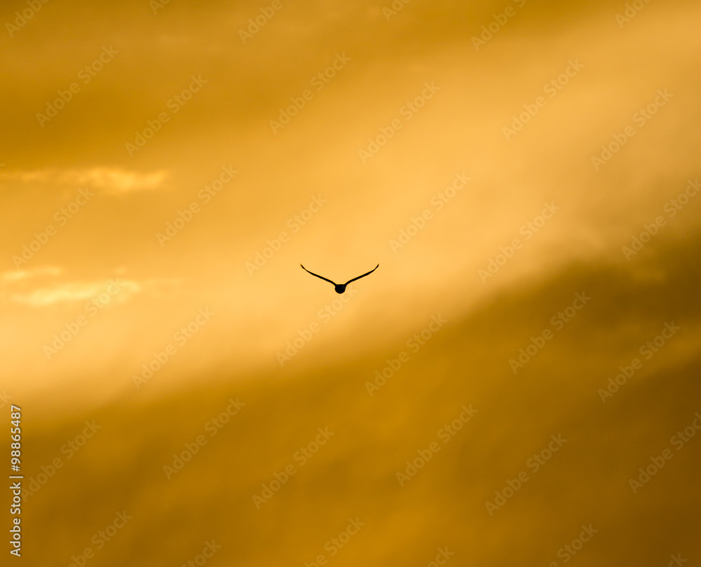 Bird on the background of the dawn sun