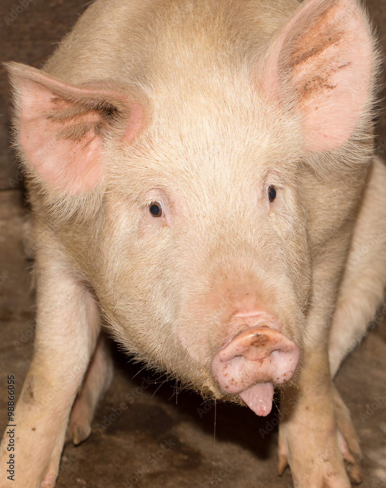 portrait of a pig farm portrait of a pig farm