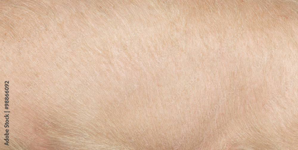 pig skin as a background pig skin as a background