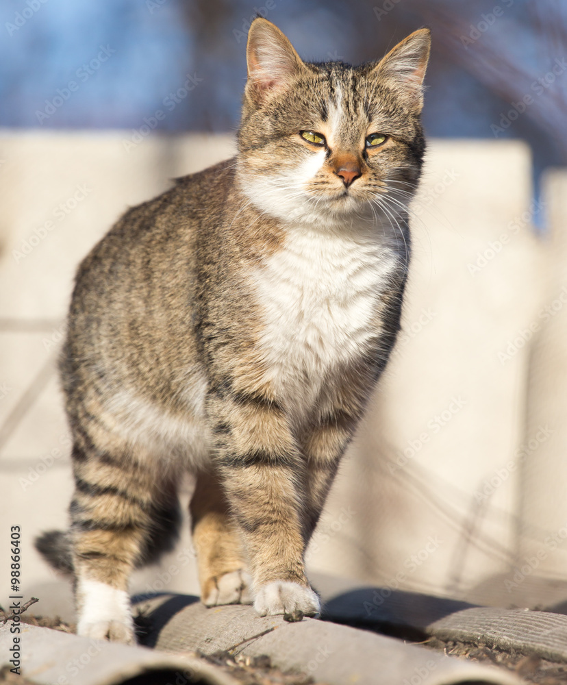 cat on the roof of a house on nature