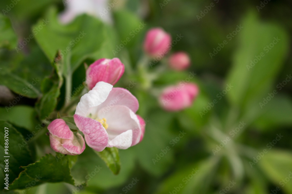 full-blown spring flower full-blown spring flower
