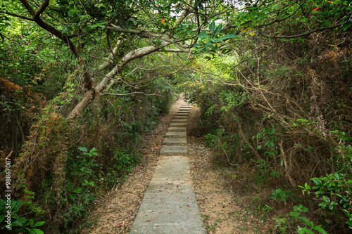 Walkway and tree tunnel at the Lamma Island in Hong Kong  China.