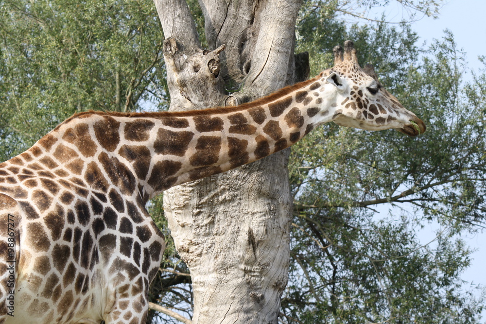 Fototapeta premium Close up of a Giraffa