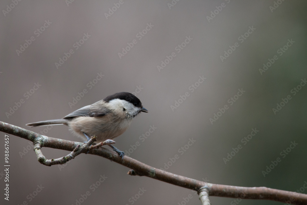 Mésange bleue Mésange bleue