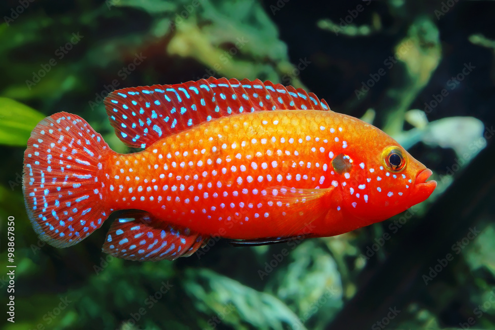 Fototapeta premium The African jewelfish (Hemichromis bimaculatus) In Aquarium
