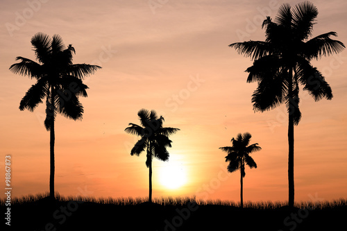 coconut trees and sunset background