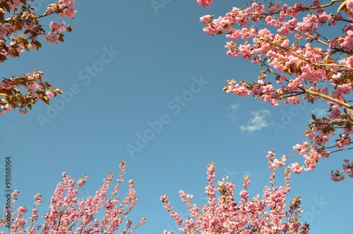 Hintergrund Himmel - Rahmen Umrahmung - Mandelbäumchen blühen 