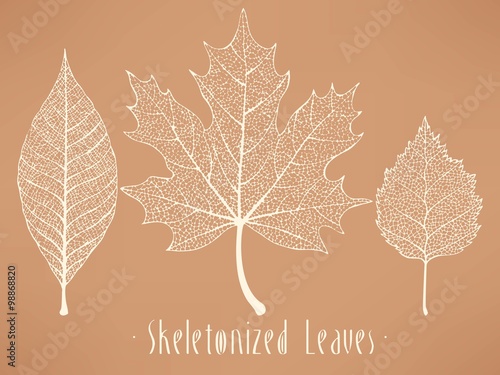 Skeletonized leaves collection