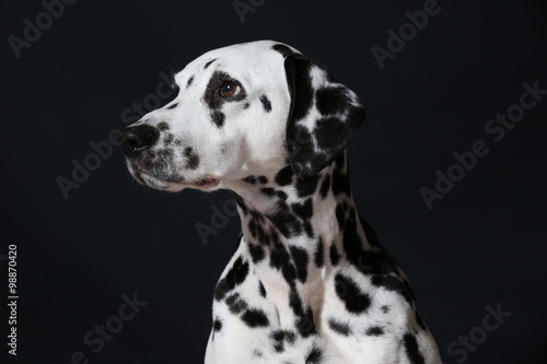 Dalmatiner © KrischiMeier