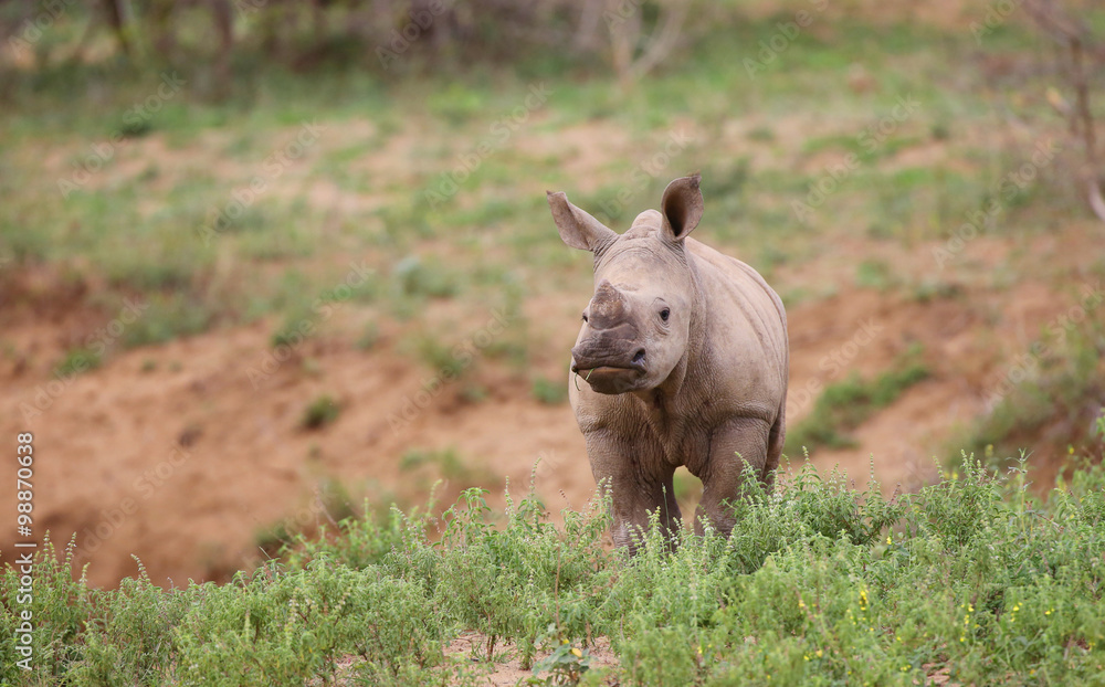 Fototapeta premium baby rhino in Kruger National Park.