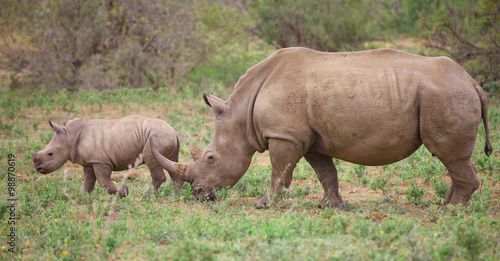 baby rhino in Kruger National Park. © LeitnerR