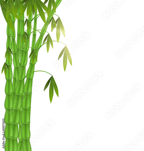 Green Bamboo left side on white background