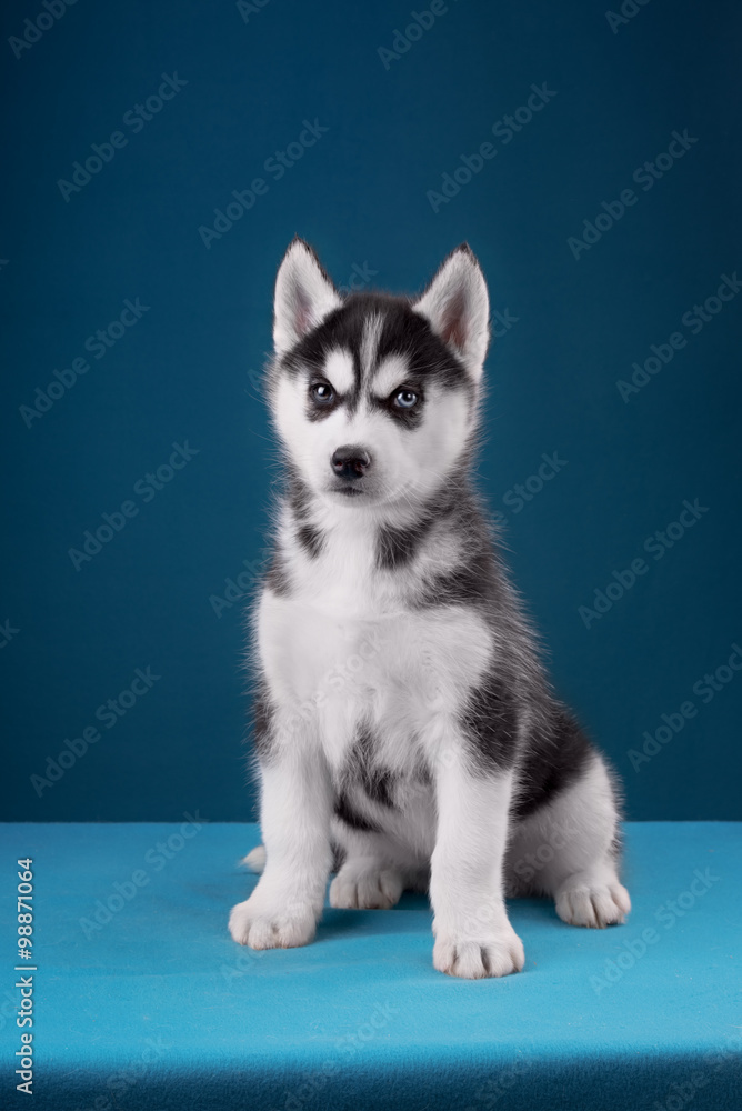 Charming puppy Husky with blue eyes stares into the camera and play Charming puppy Husky with blue eyes stares into the camera and play