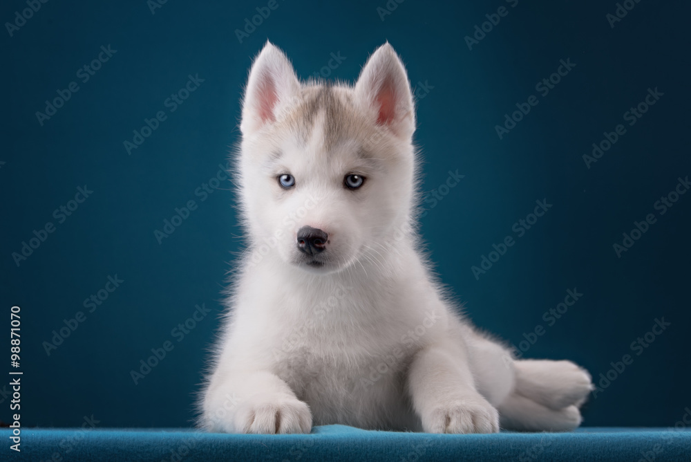 Naklejka premium Charming puppy Husky with blue eyes stares into the camera and play